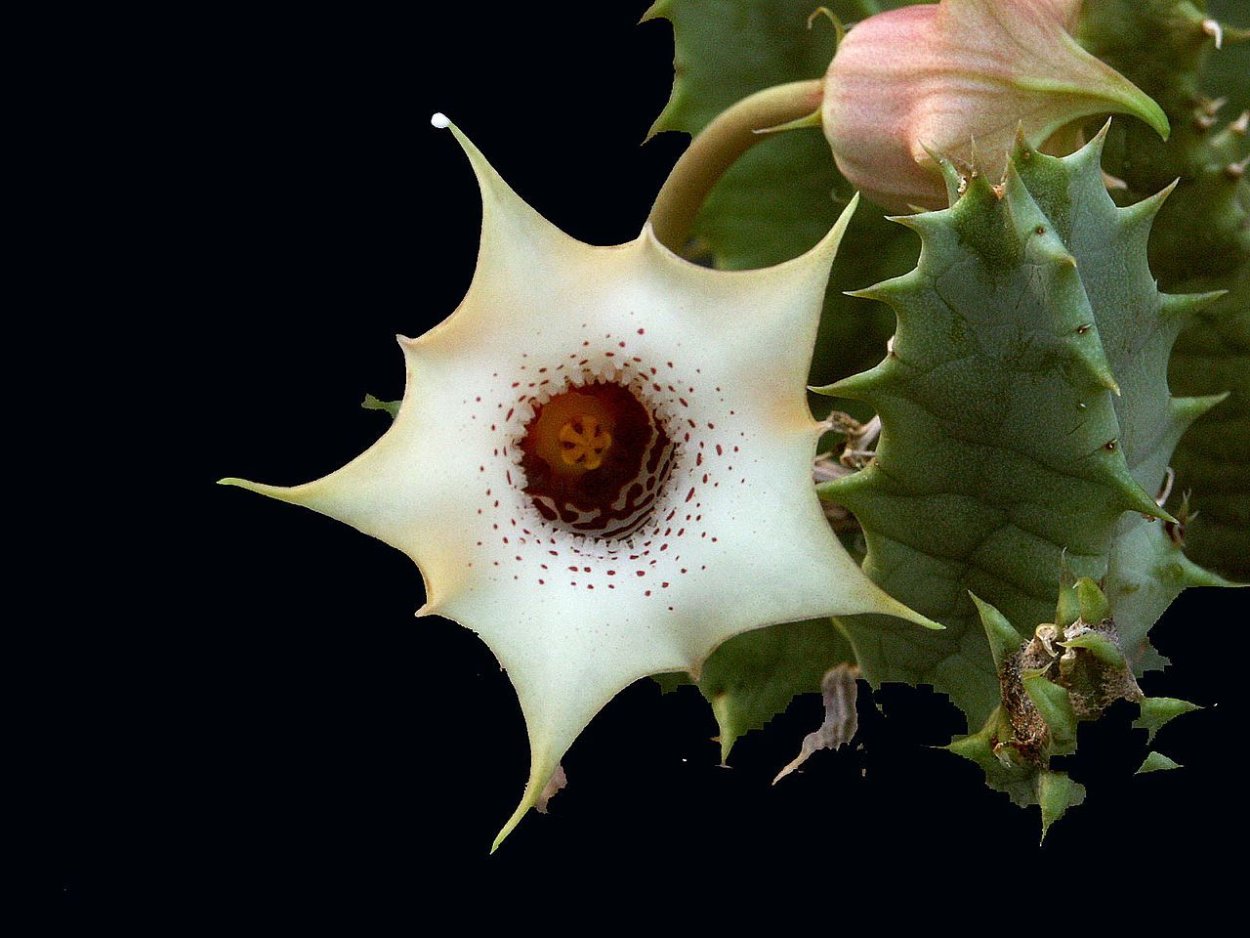 Huernia transvaalensis
