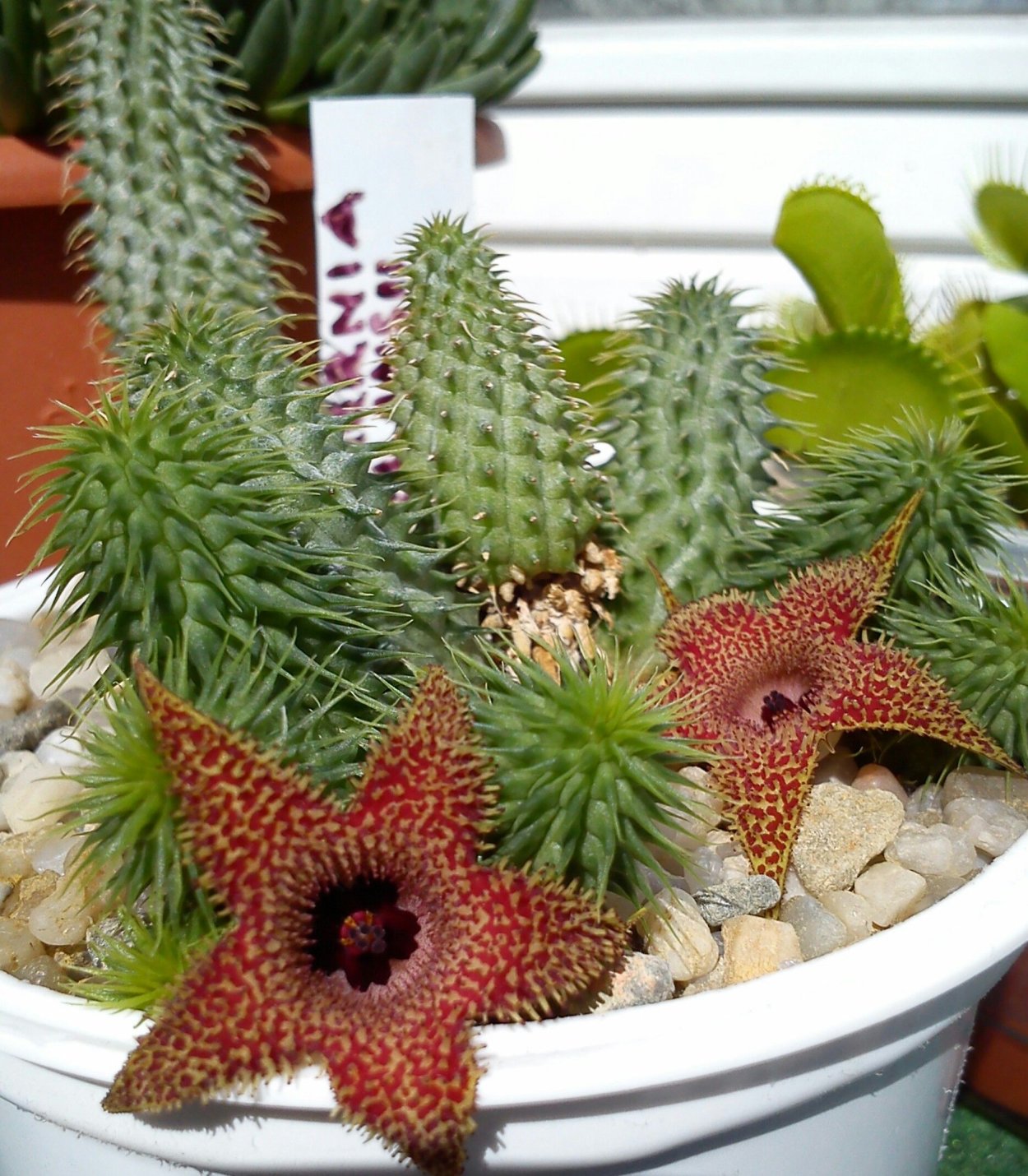 Huernia pillansii