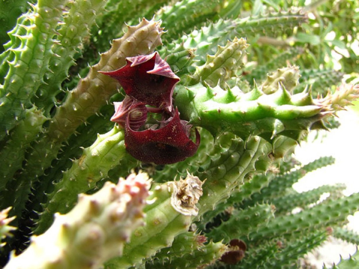 Гуэрния пандурата