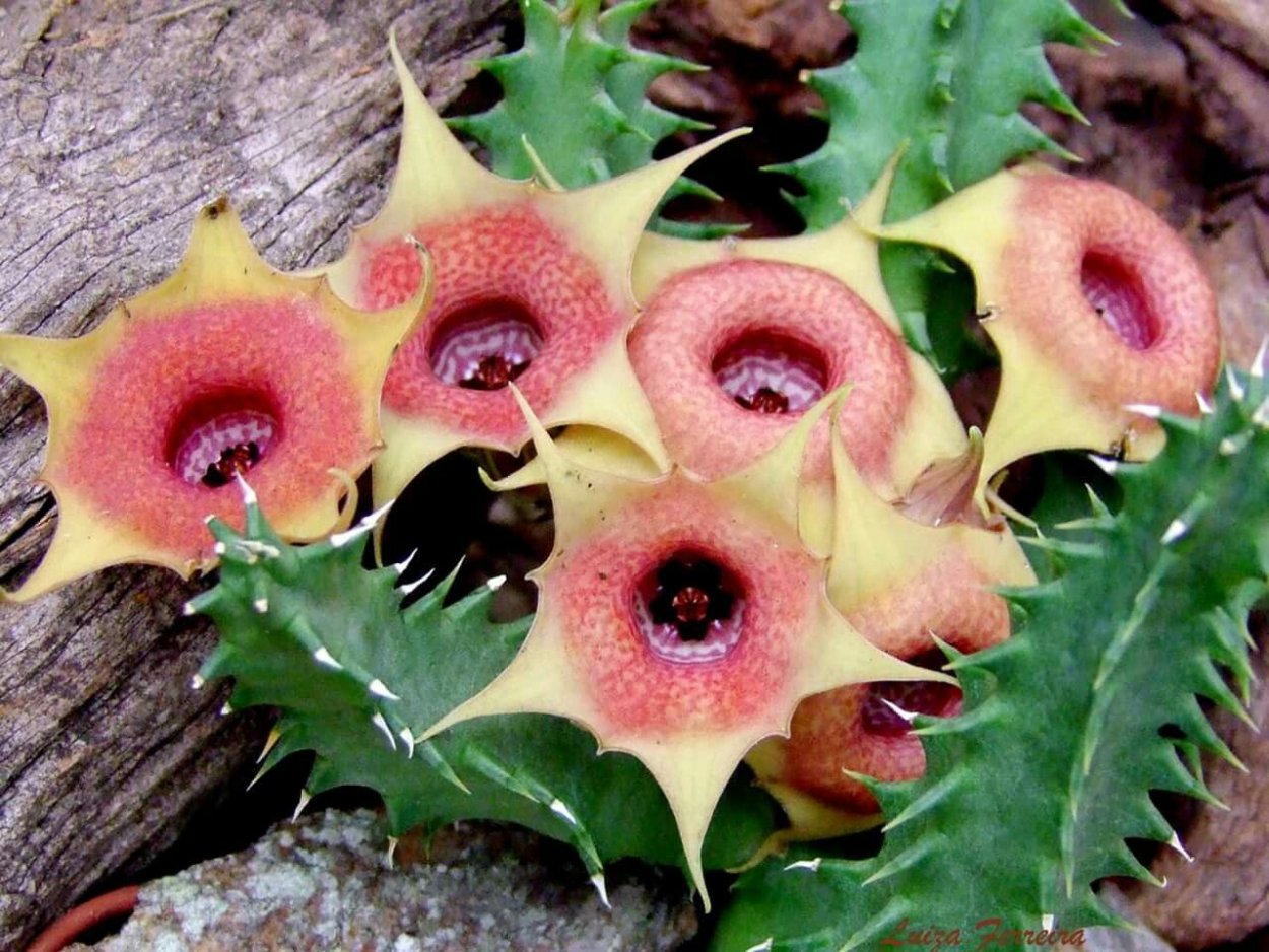 Гуэрния макрокарпа