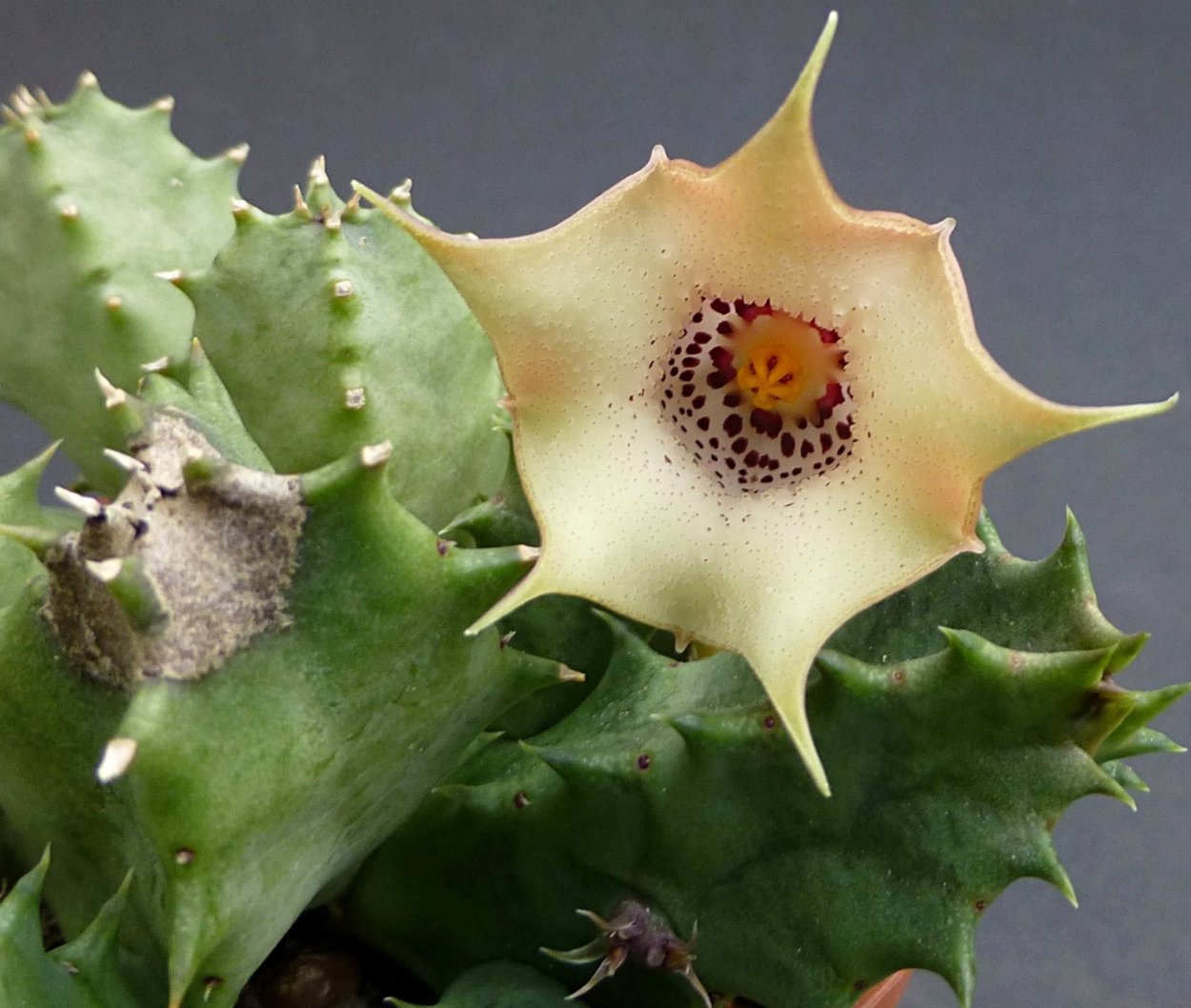 Huernia humilis