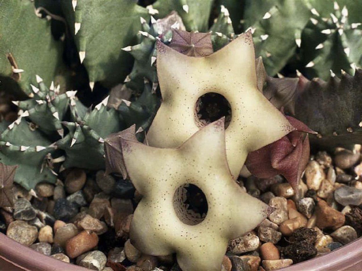 Гуэрния примулина (Huernia Primulina)
