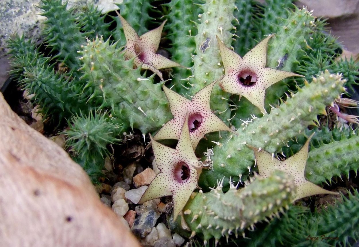 Huernia Hybrid