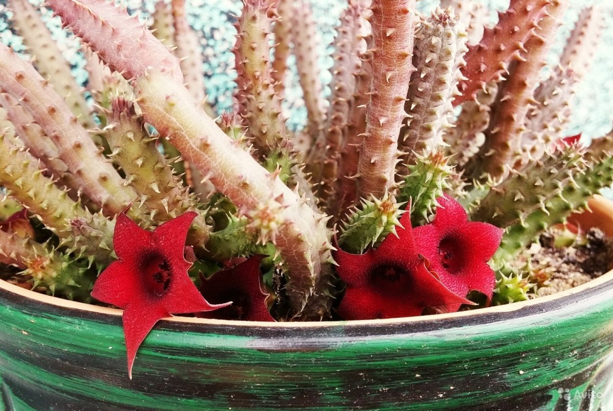 Стапелия Гуэрния