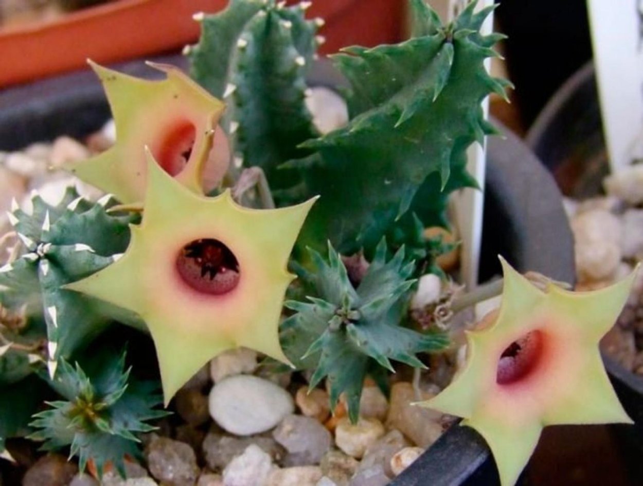 Гуэрния примулина