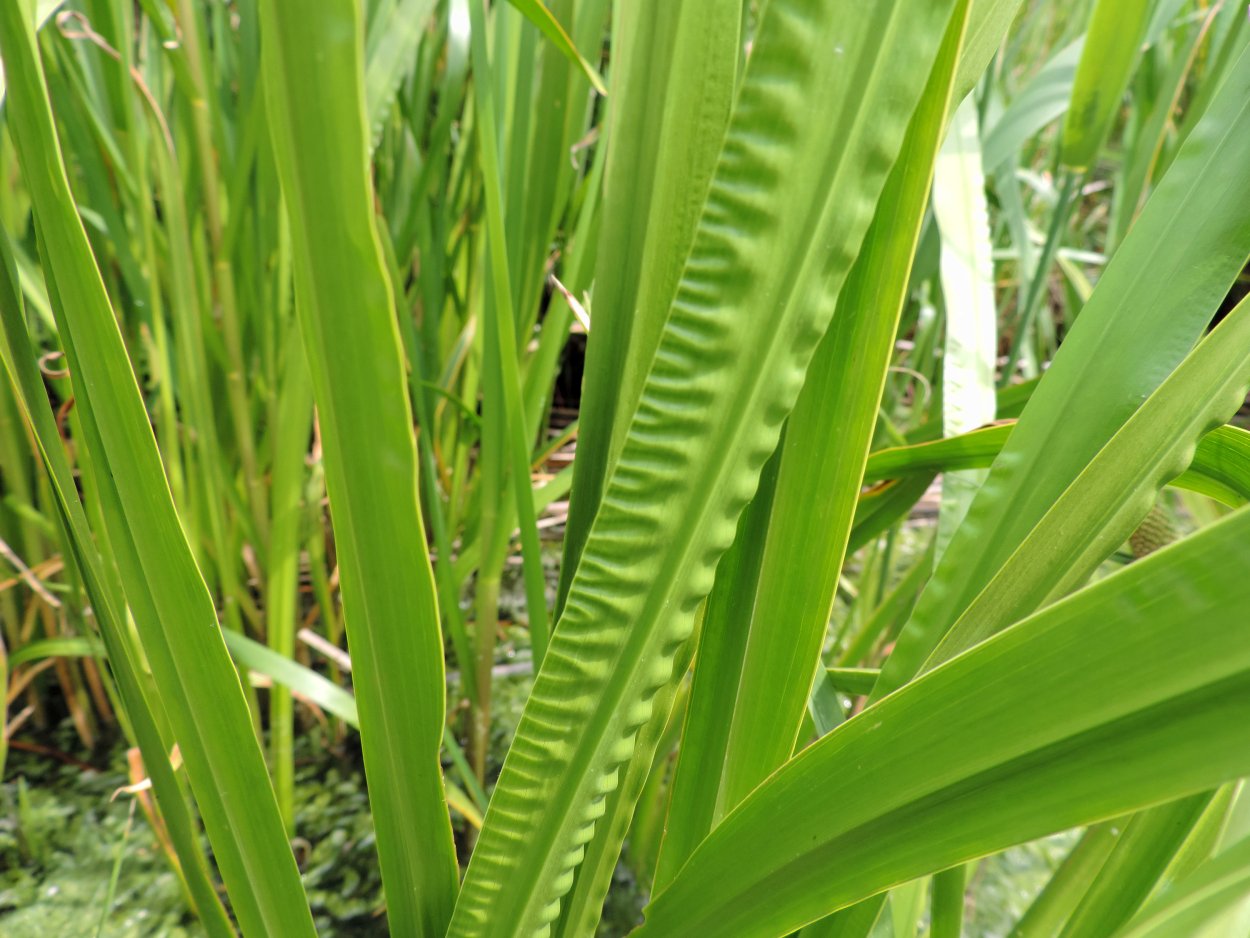 АИР болотный (Acorus Calamus)