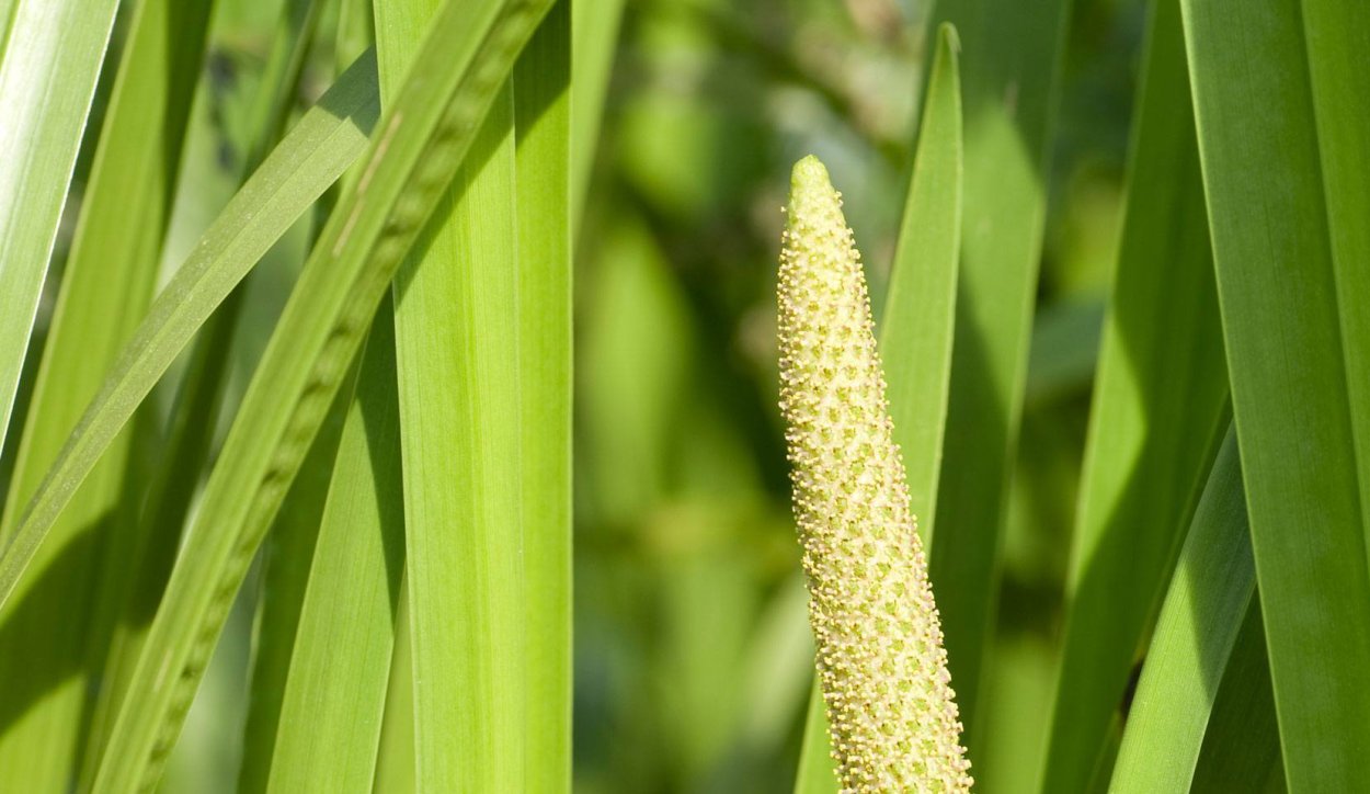 Каламус (Calamus)