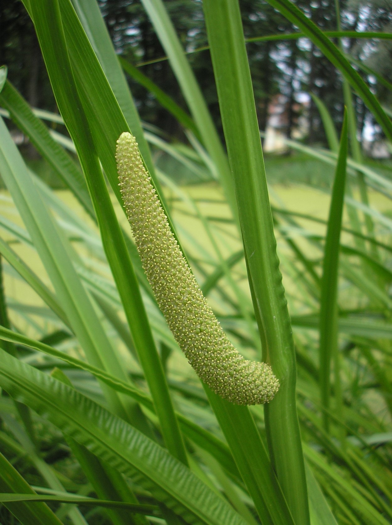 АИР обыкновенный Acorus Calamus "ogon"