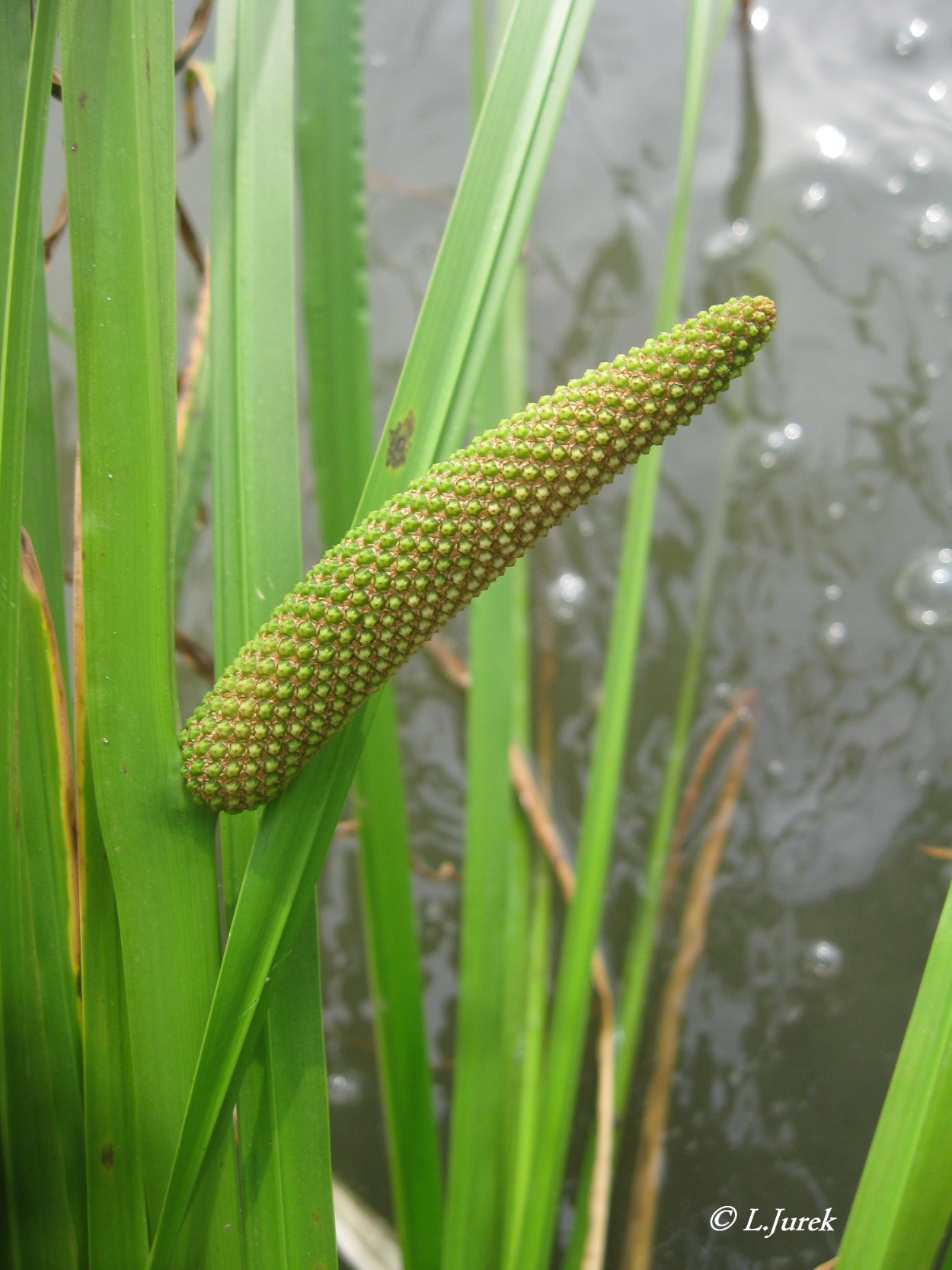 Ягоды Acorus Calamus