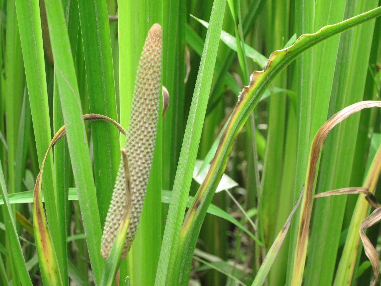 АИР болотный (Acorus Calamus)