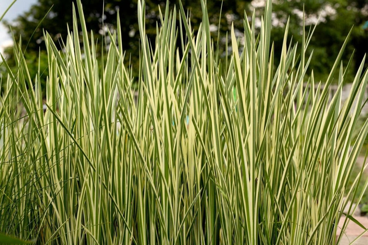 АИР болотный (Acorus Calamus)