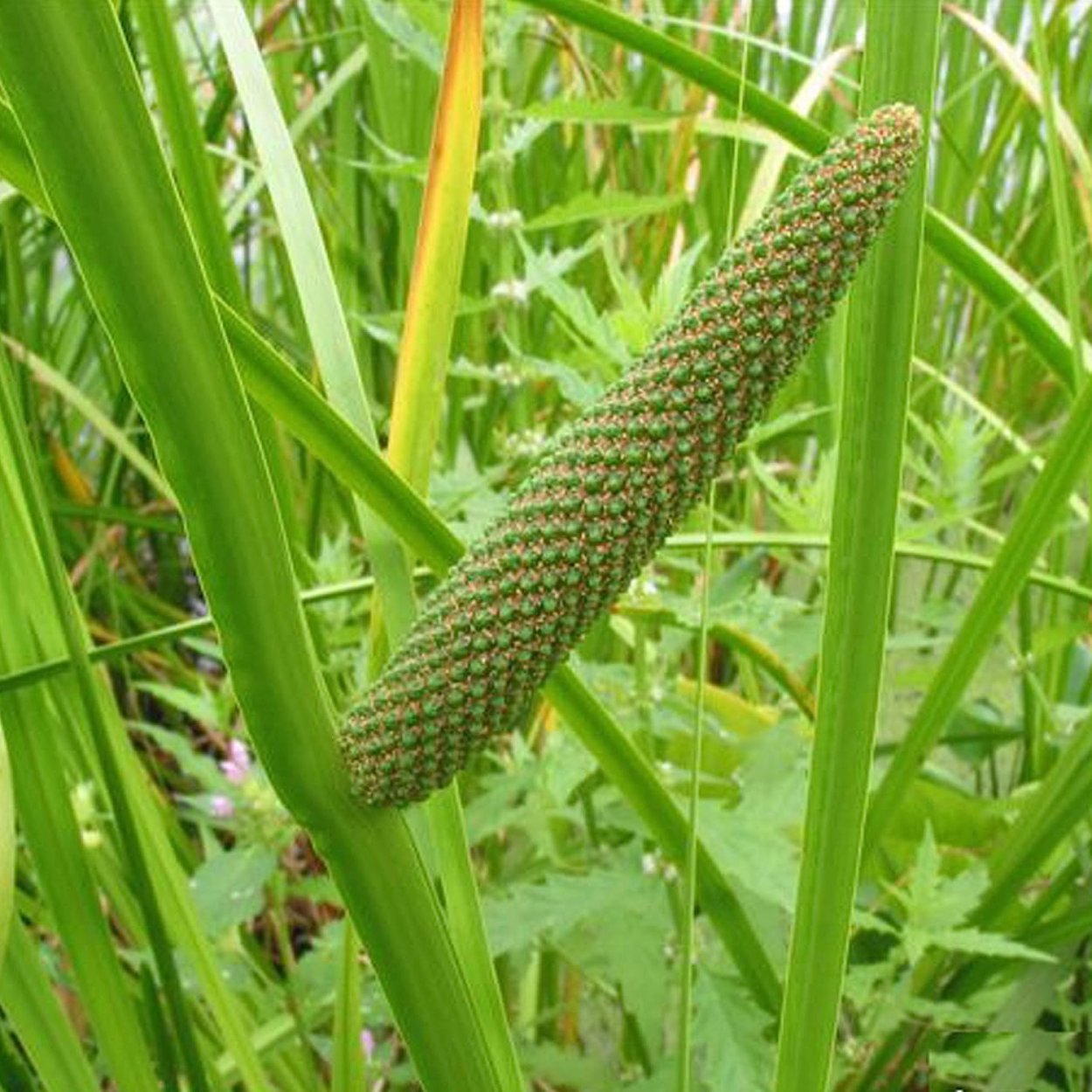 АИР болотный (Acorus Calamus)