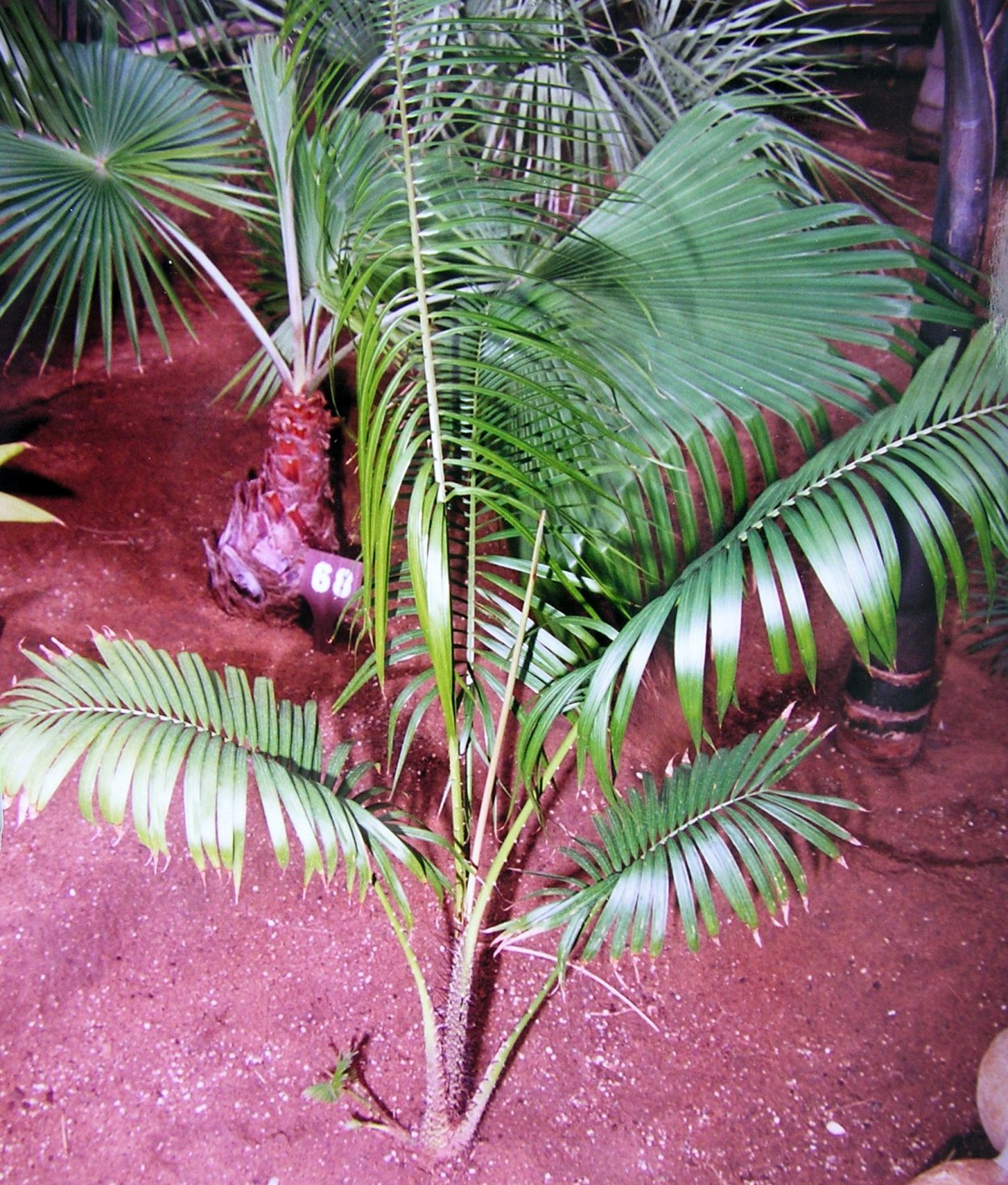 АИР болотный