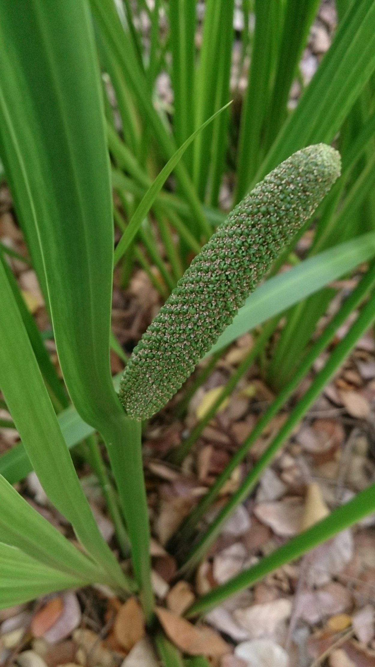 Явр растение