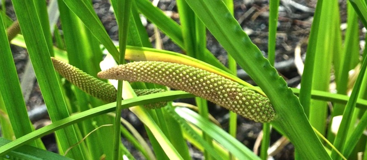 Acorus Calamus цветок