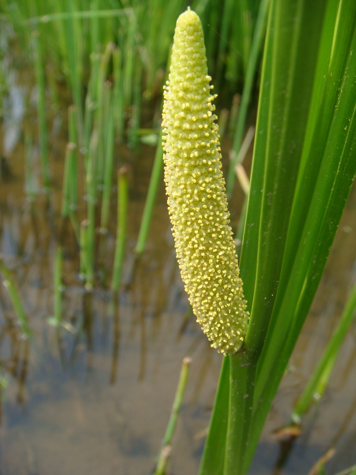 АИР болотный (Acorus Calamus)