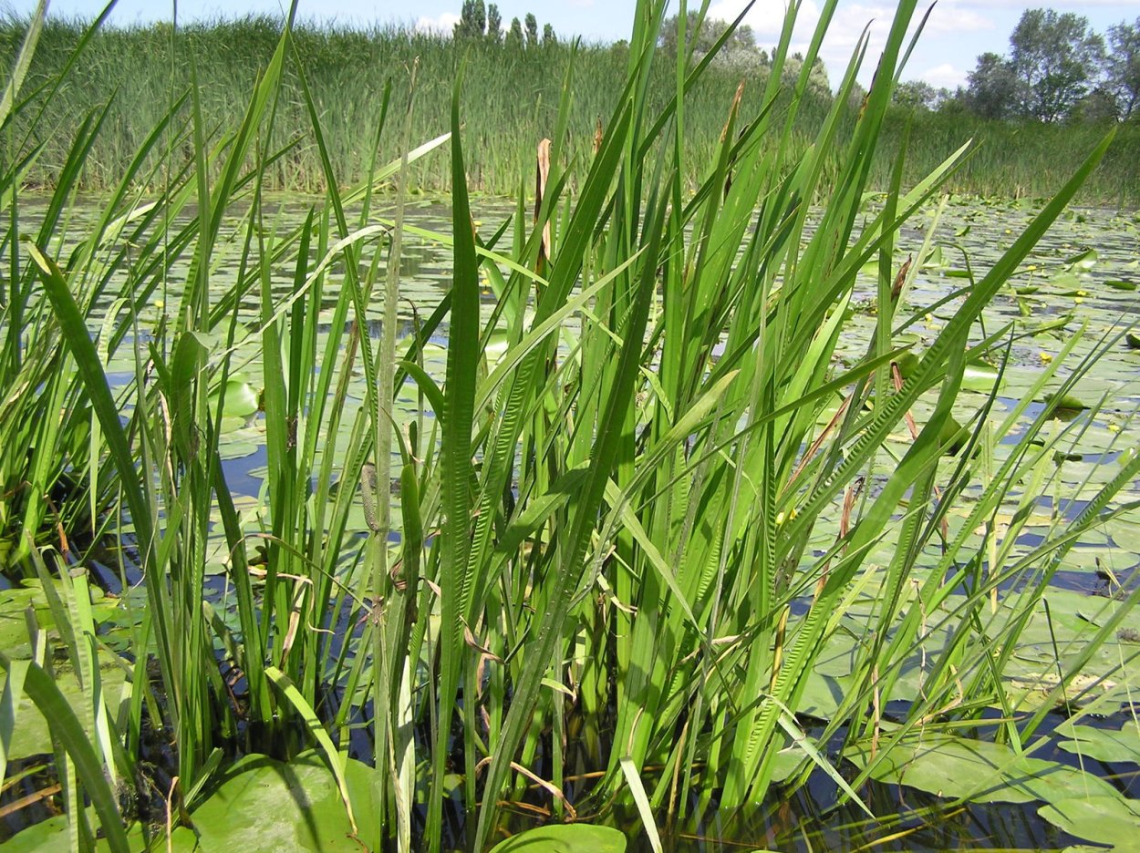 АИР болотный корневища