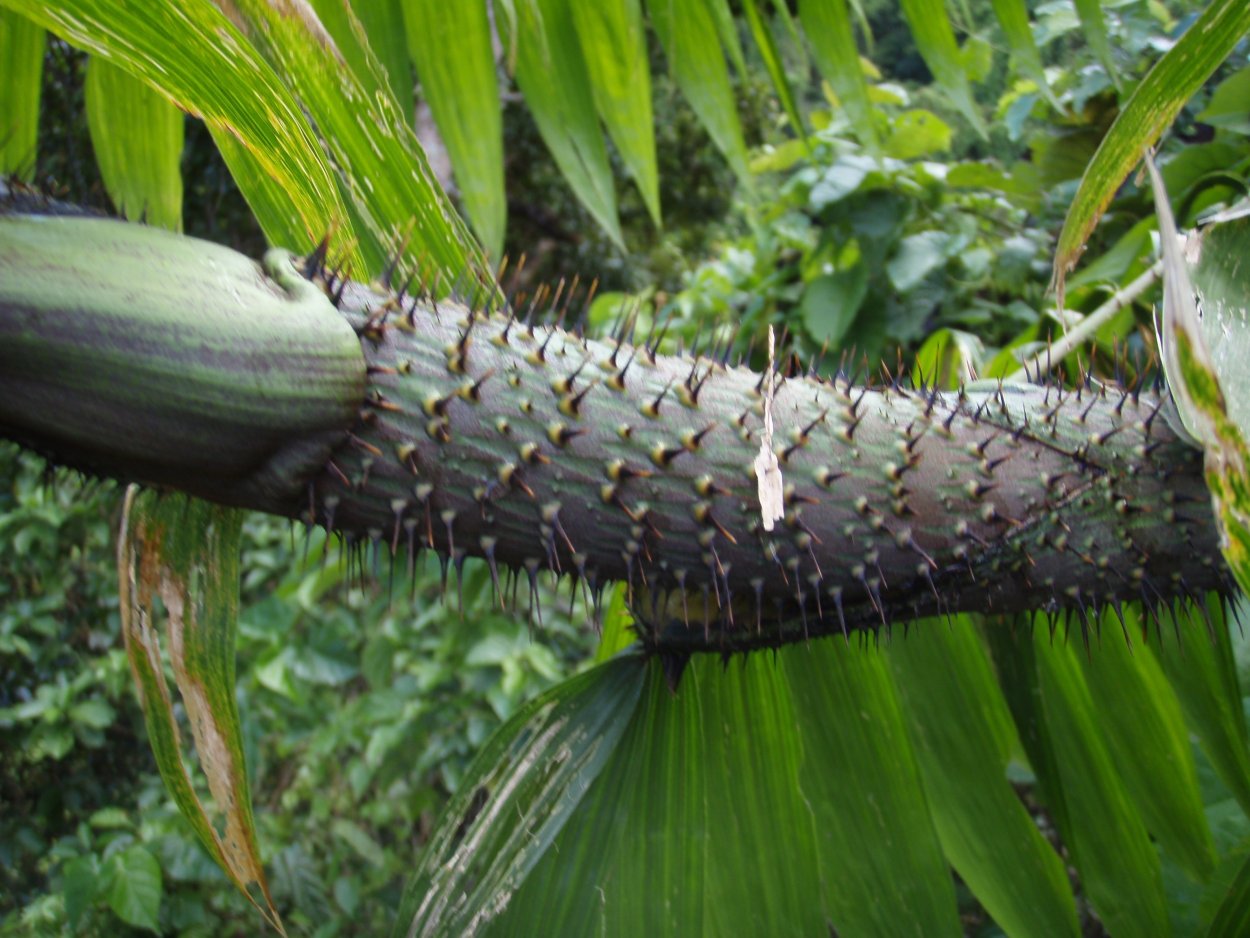 Ротанговая Пальма Calamus zeylanicus