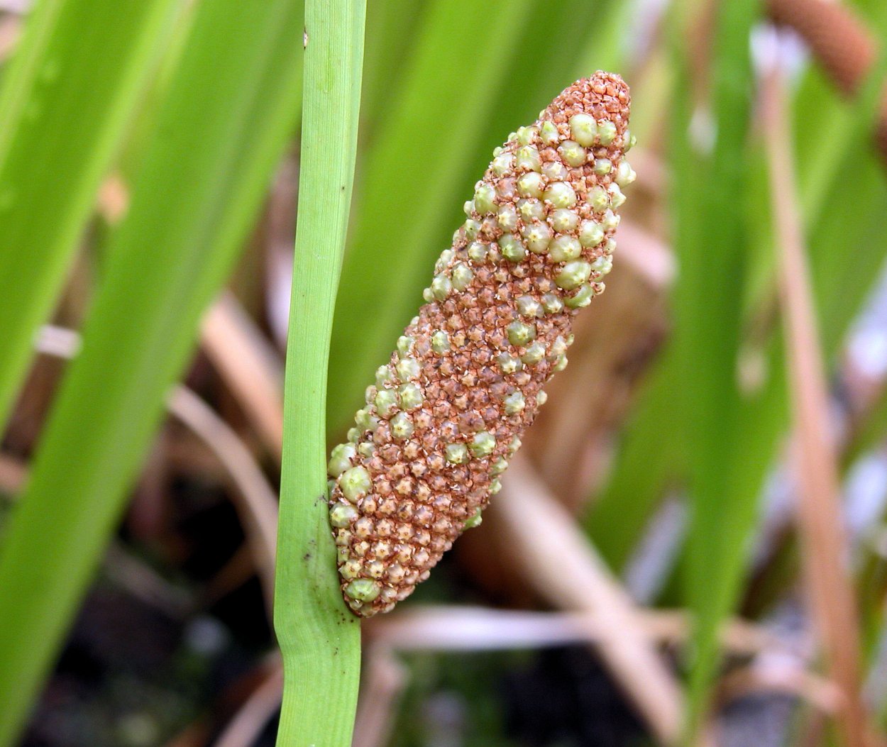 АИР болотный корневища