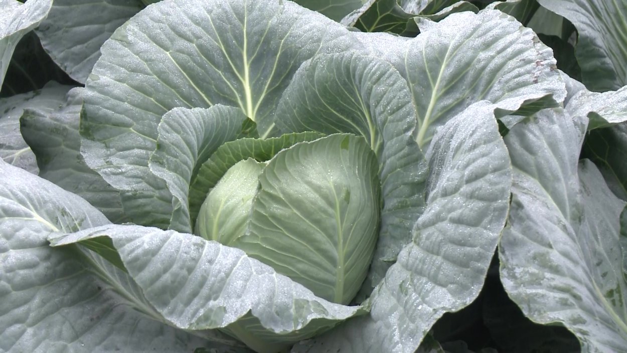 Капуста Эльфийская