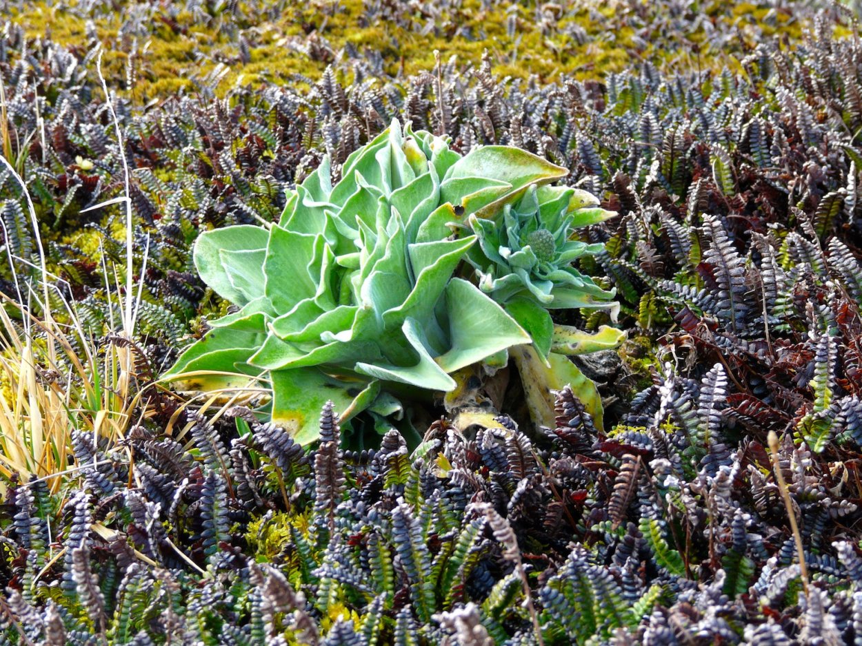 Кергеленская капуста корневище