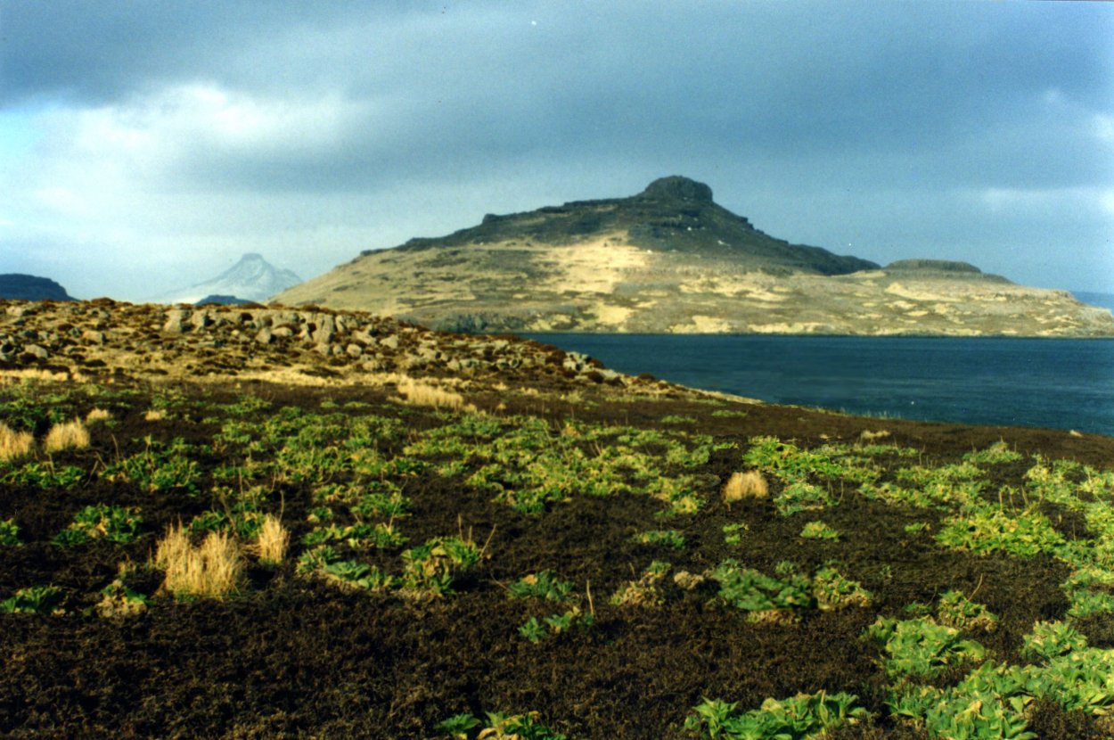 Цветущая капуста белокочанная