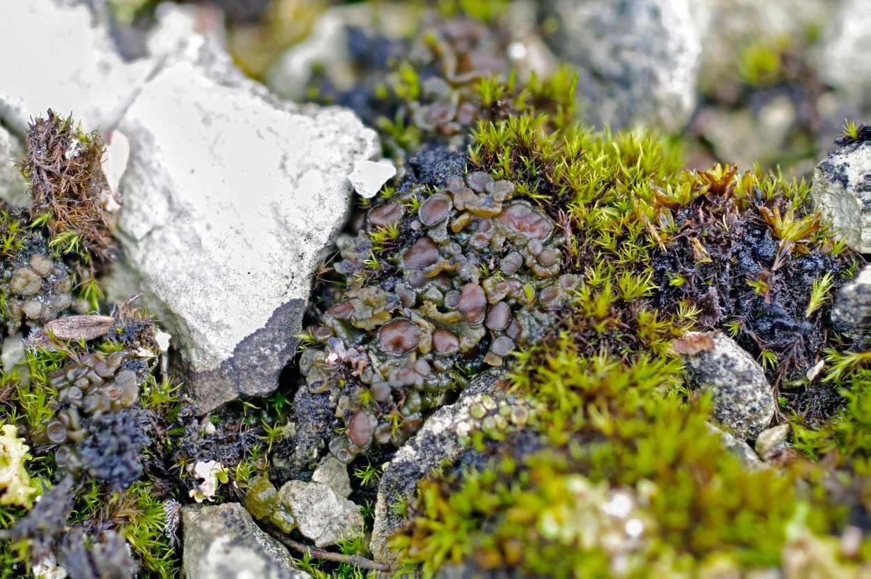 Посопская белокочанная капуста