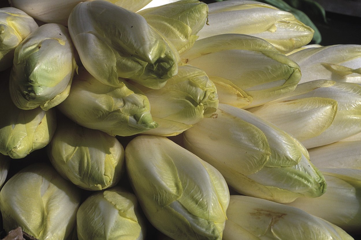 Идогневающая капуста в колонии