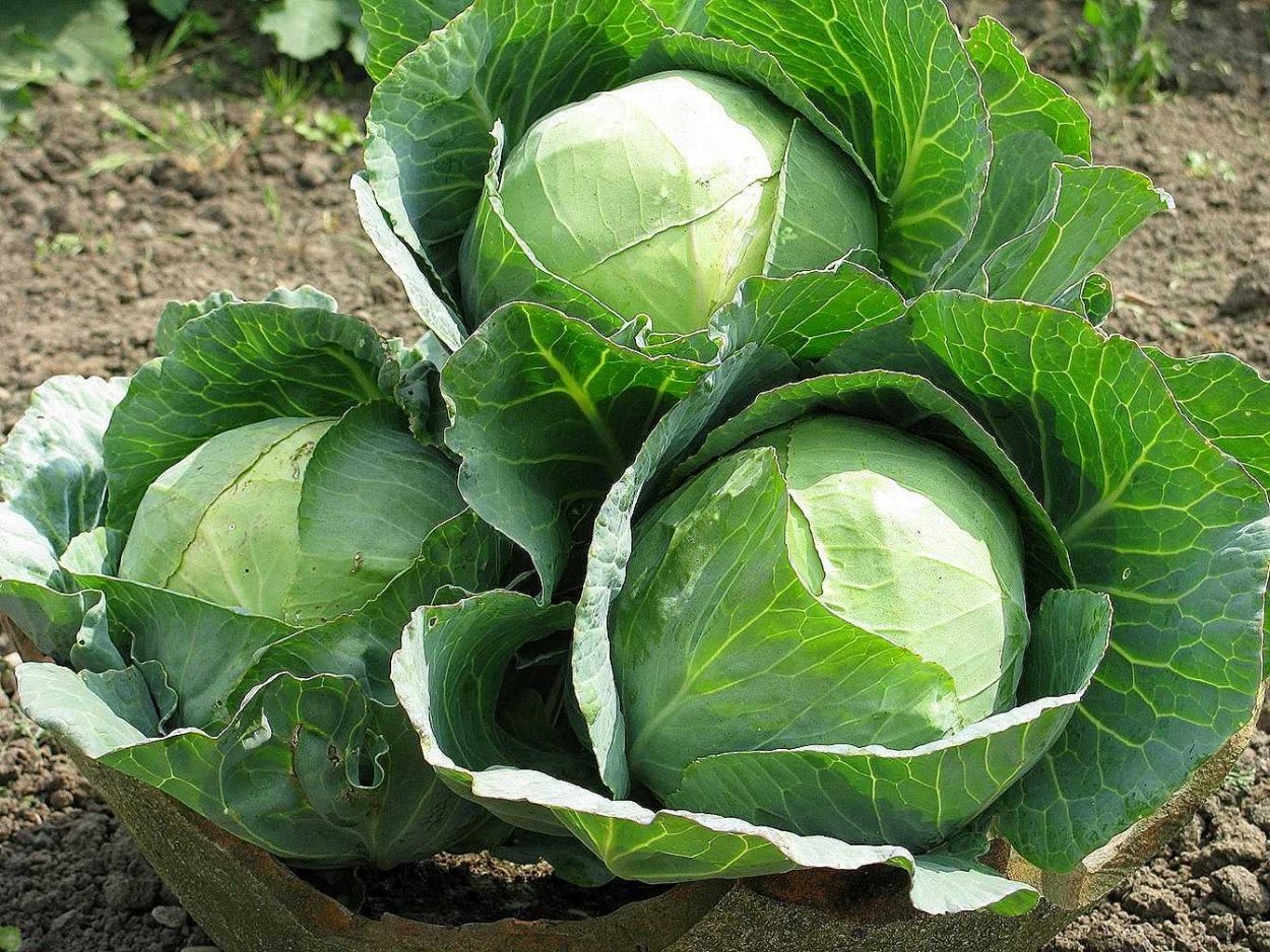 Капуста Келли