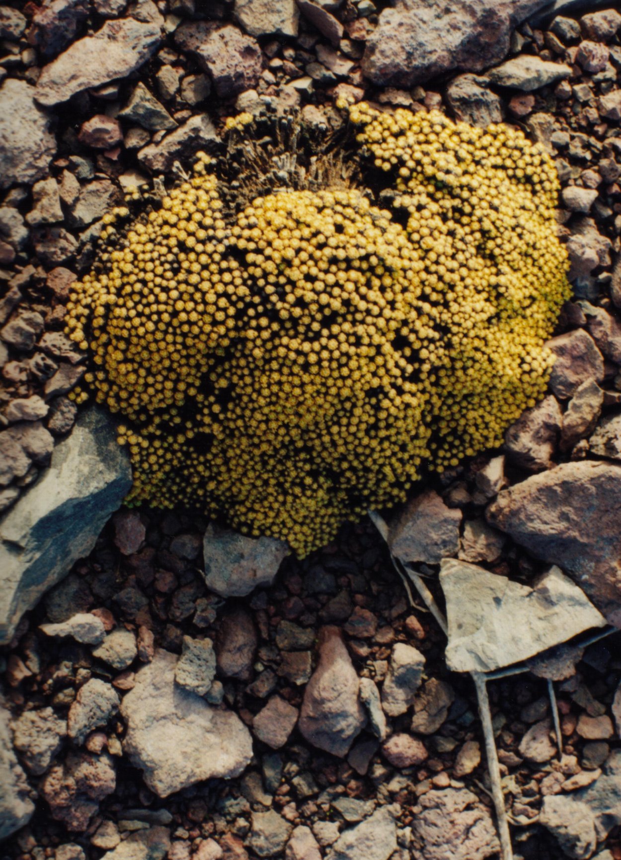 Колобантус Кито растение