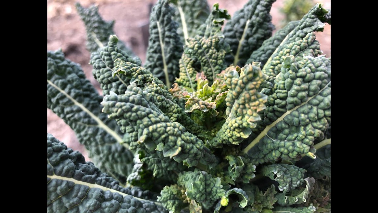 Колобантус Кито в Антарктиде