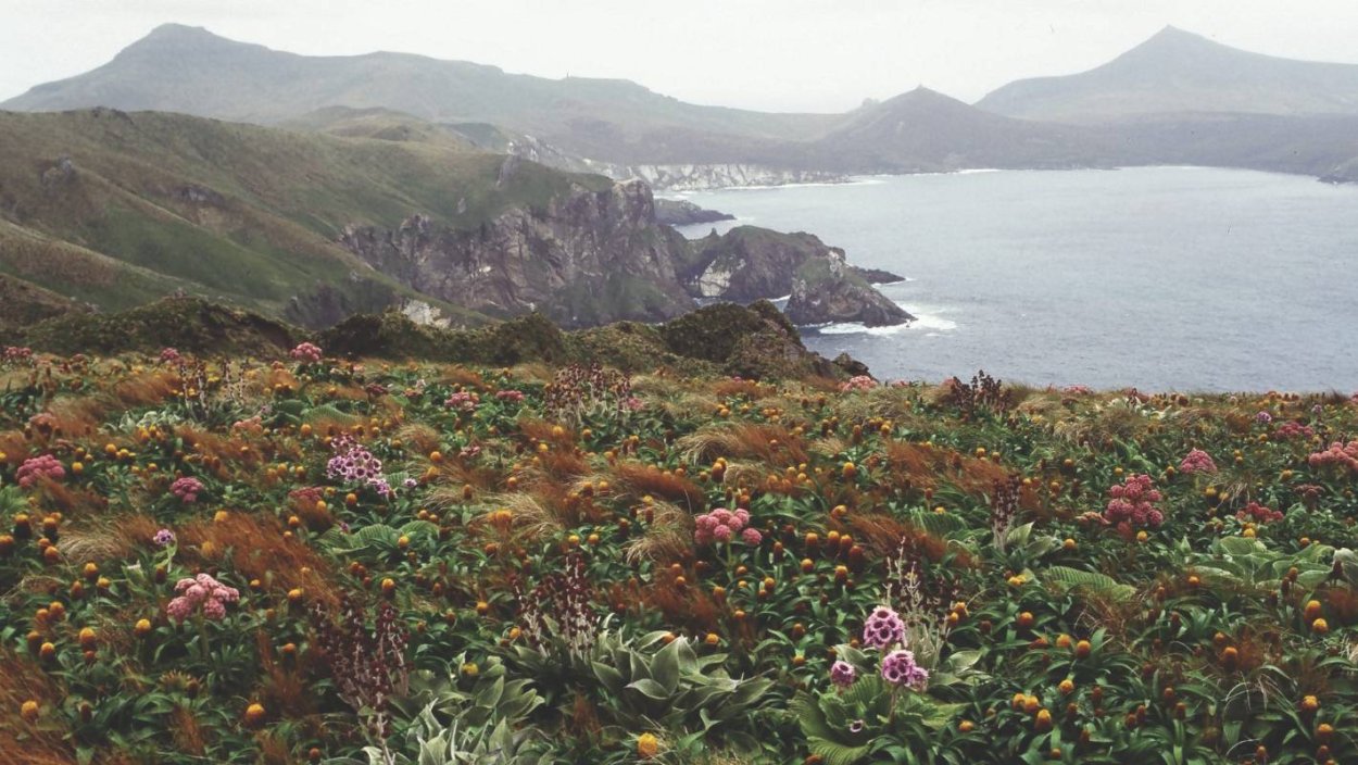 Цветная капуста в огороде