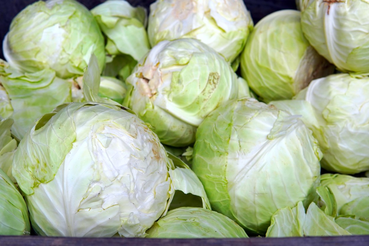 Красивый вилок капусты