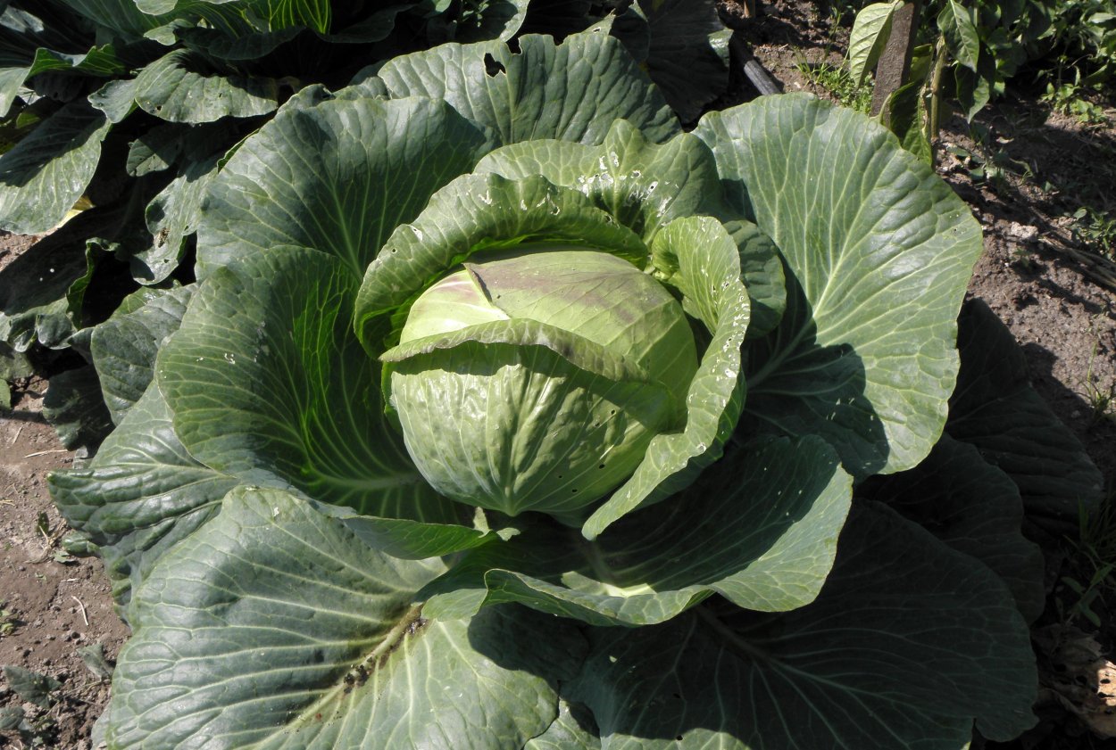 Квашенаяскапуста при падагре