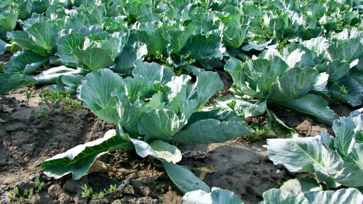 Ледяная капуста