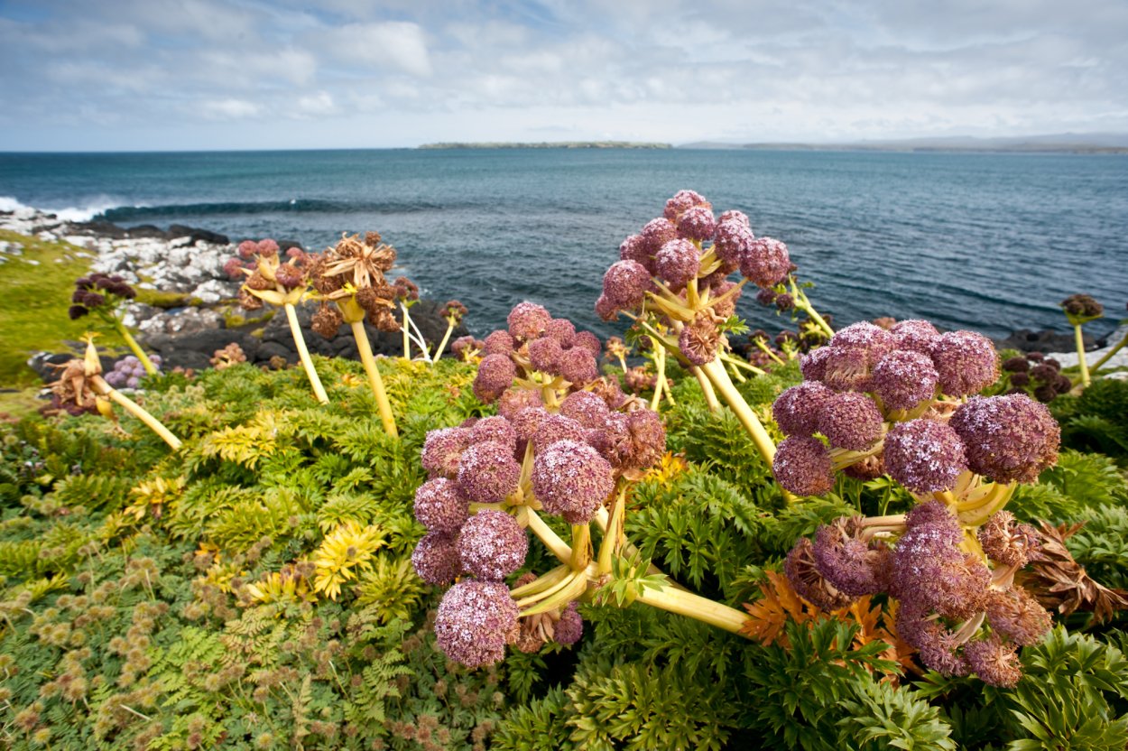 Капуста для закваски сорта