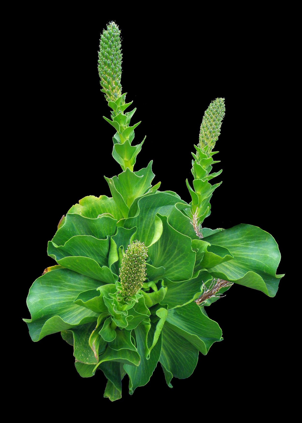 Pringlea antiscorbutica