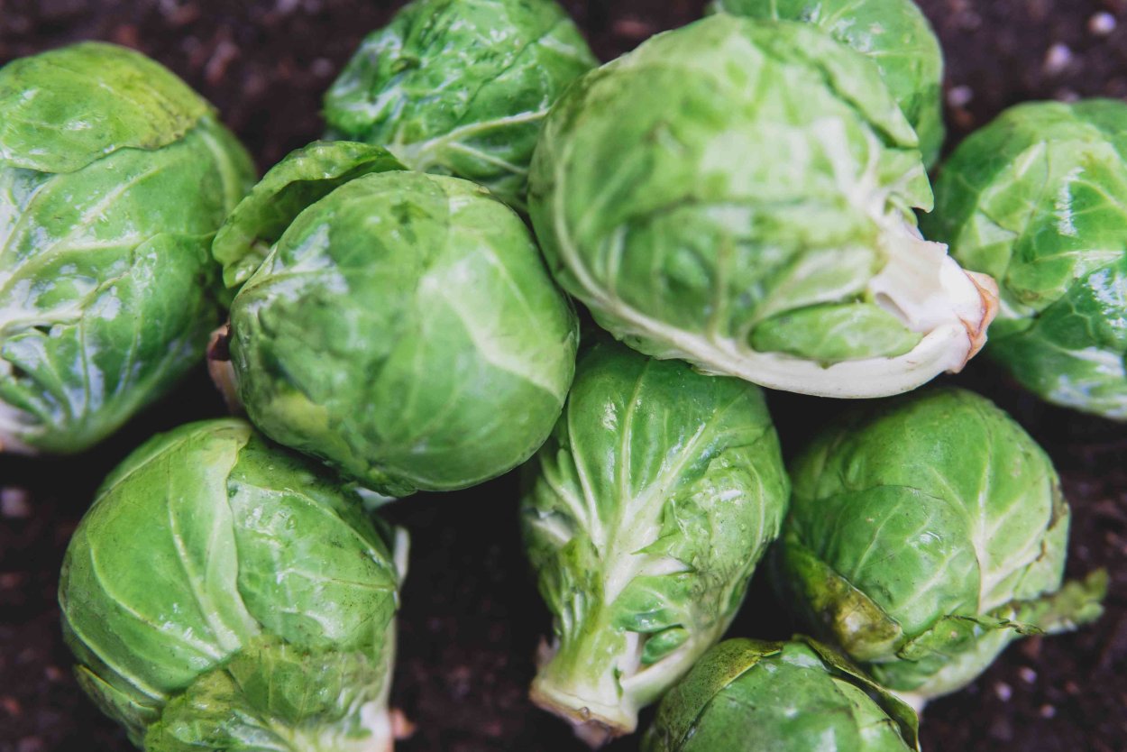 Цветная капуста Шелли