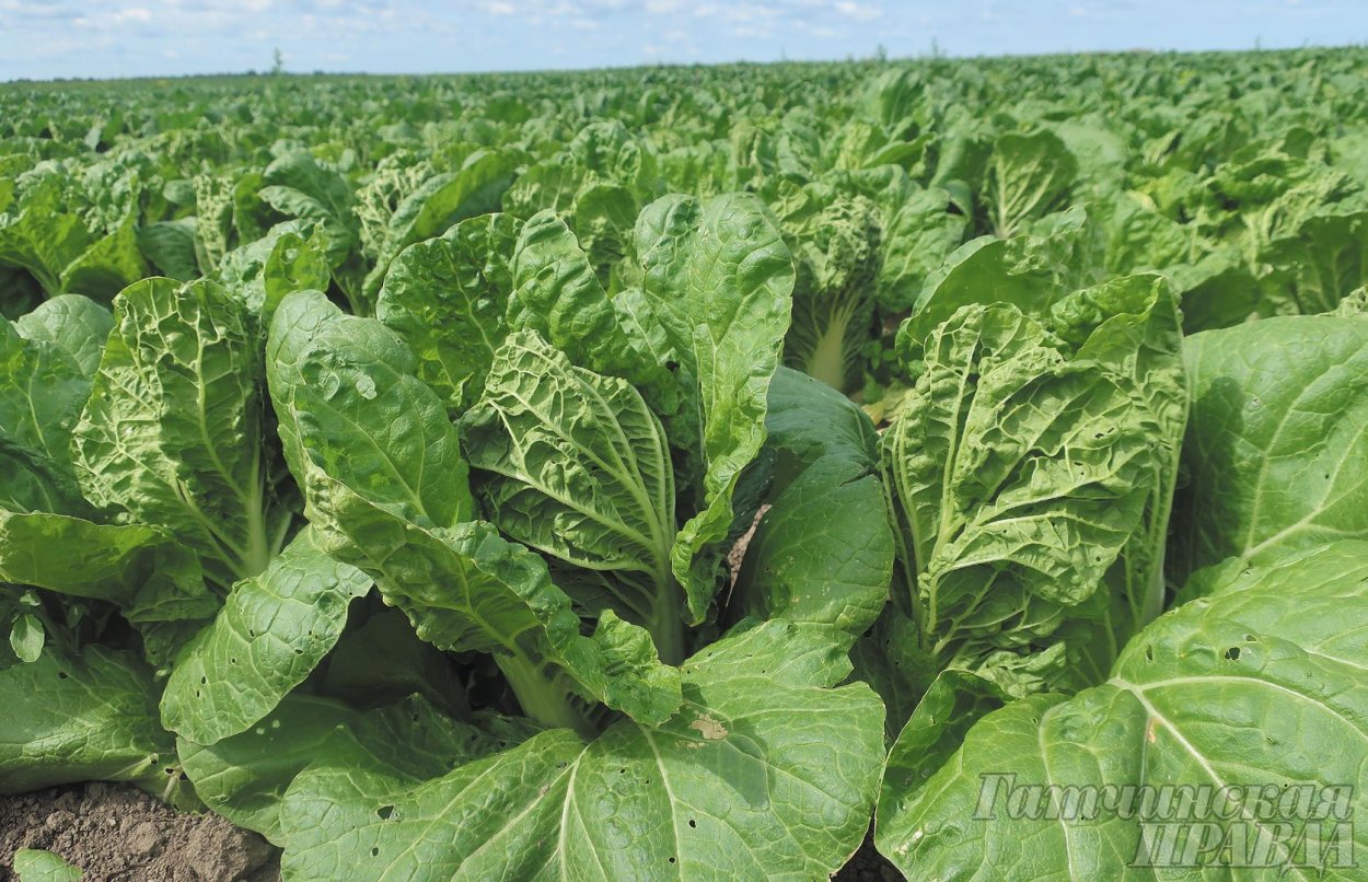 Пекинская капуста зеленая