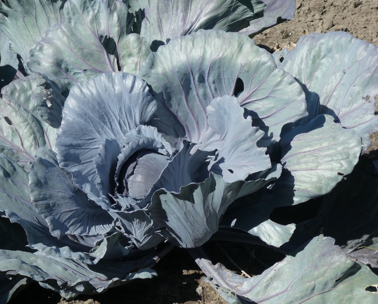 Цветная капуста Толедо ф1