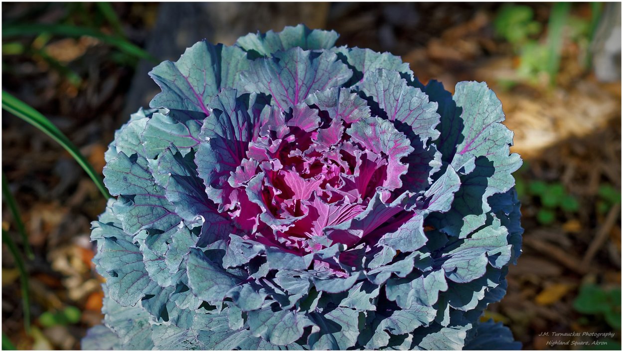 Капуста Флора