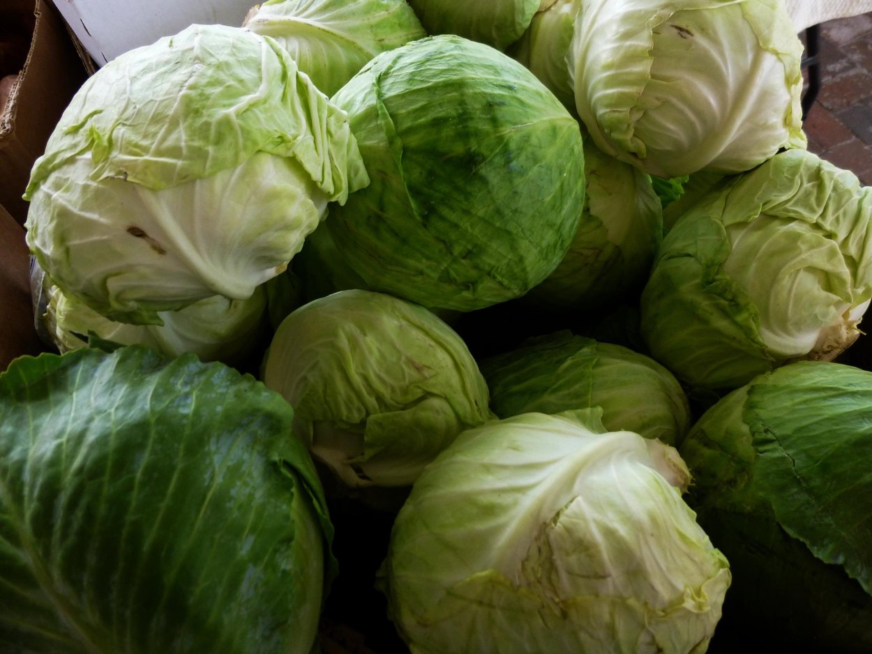 Капуста растет