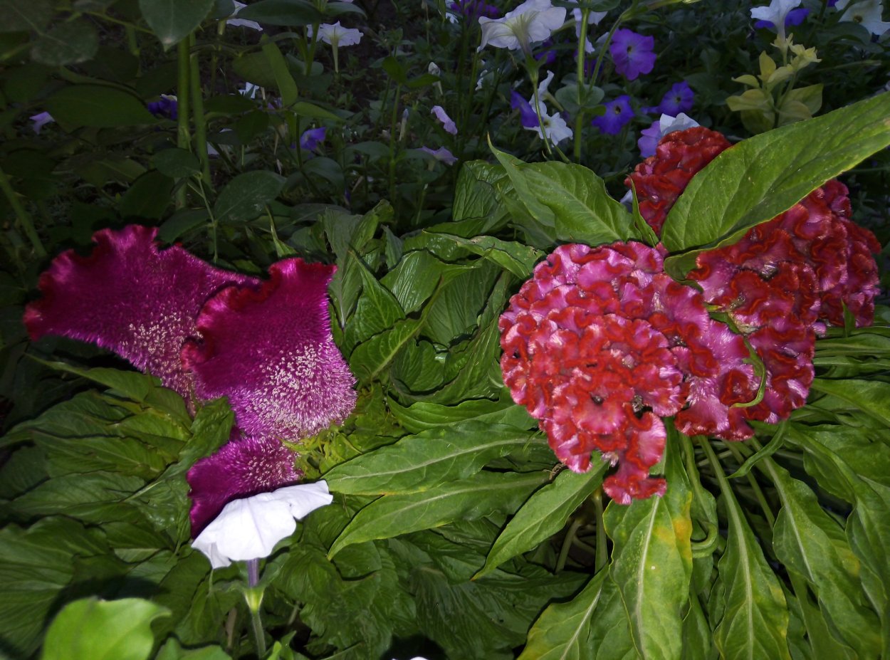 Целозия петушиный гребешок Аэлита