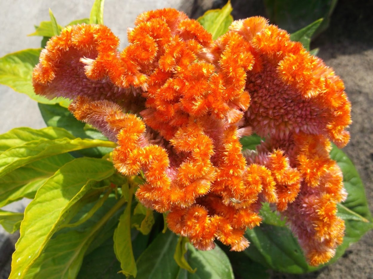 Целозия гребенчатая петушиный гребешок