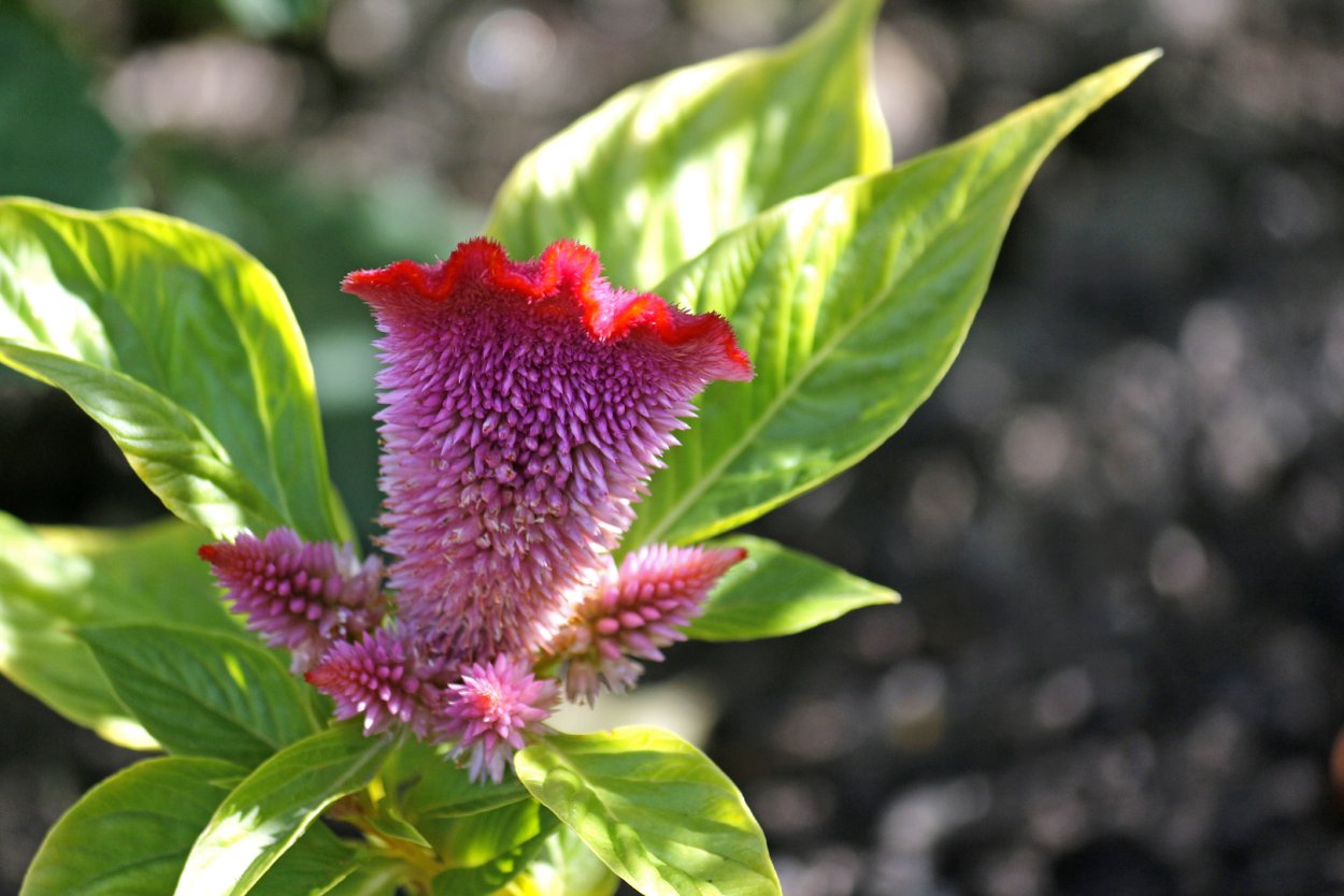 Целозия Империалис