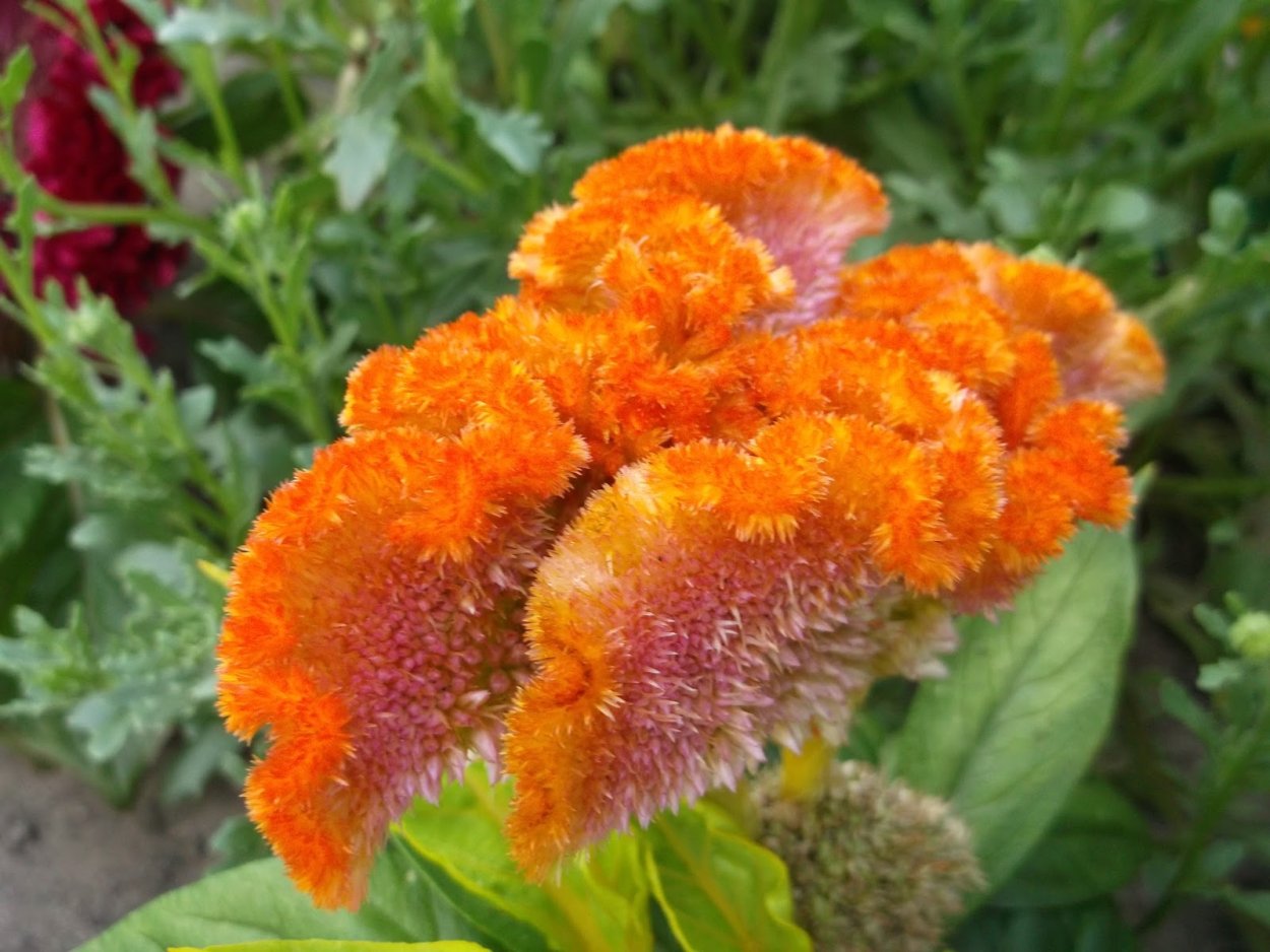 Цветок гребешок садовый целозия