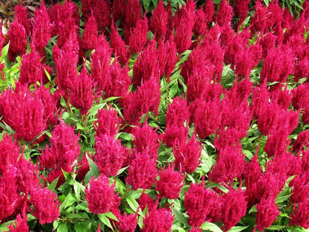 Целозия красная