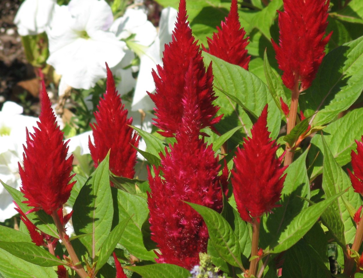 Целозия гребенчатая коралловый сад