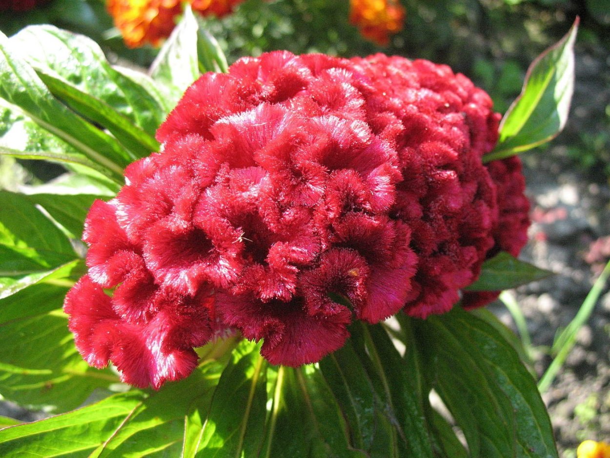 Целозия бархатная