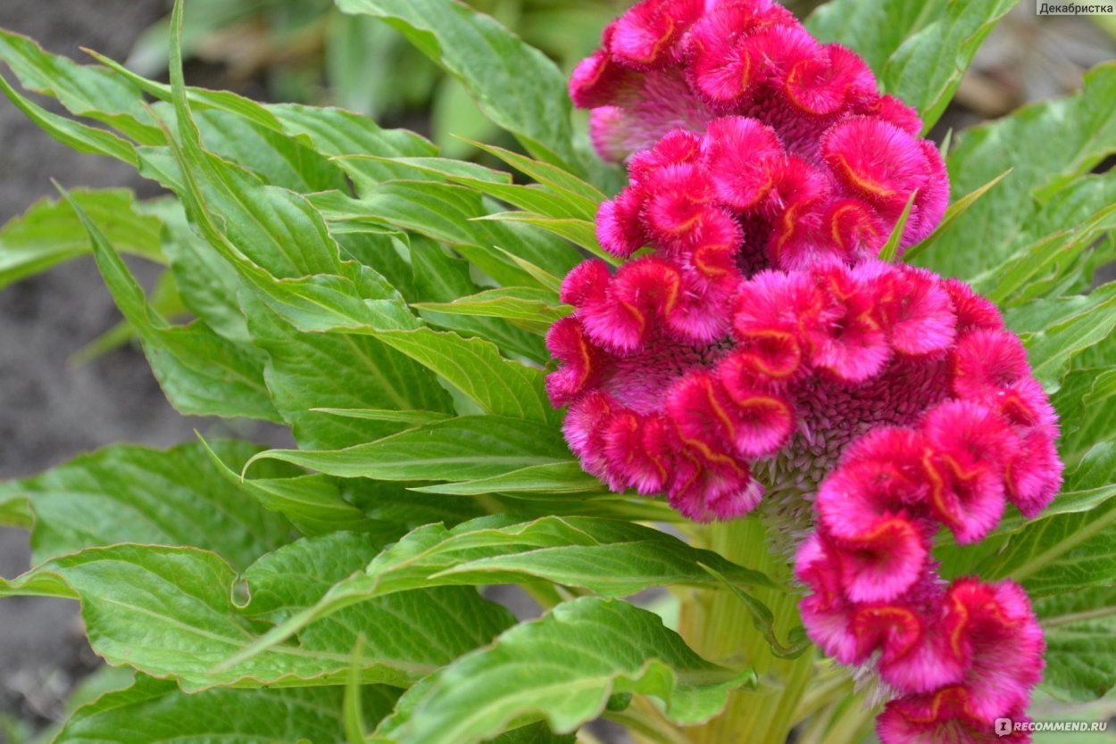 Целозия метельчатая гребенчатая